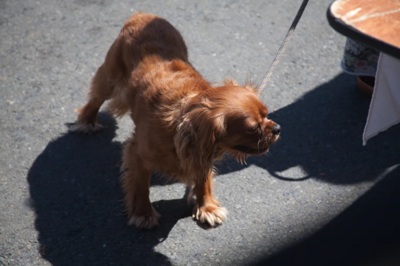 a brown dog is standing on asphalt while it looks up