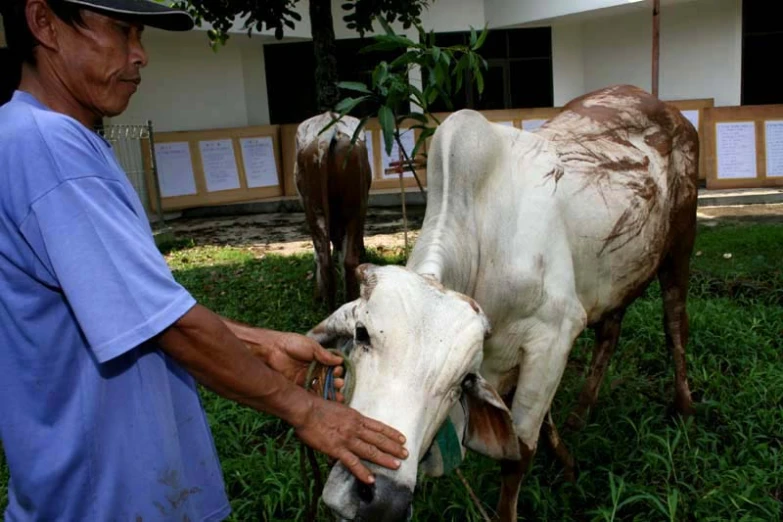 an old man with his hands on the side of a cow