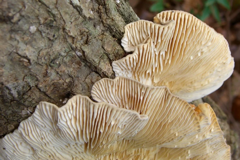 a mushroom growing on the side of a tree trunk