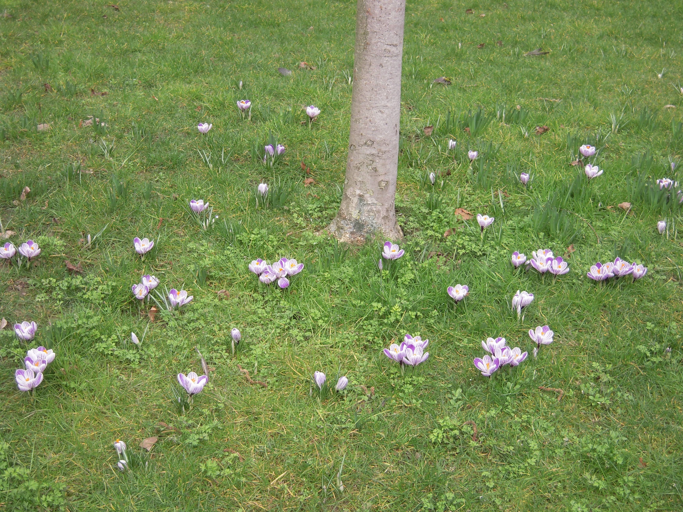 flowers are in the green grass near a tree