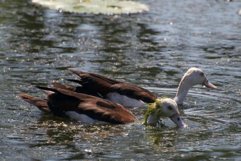 two geese in the water with a green piece of algae in their beak