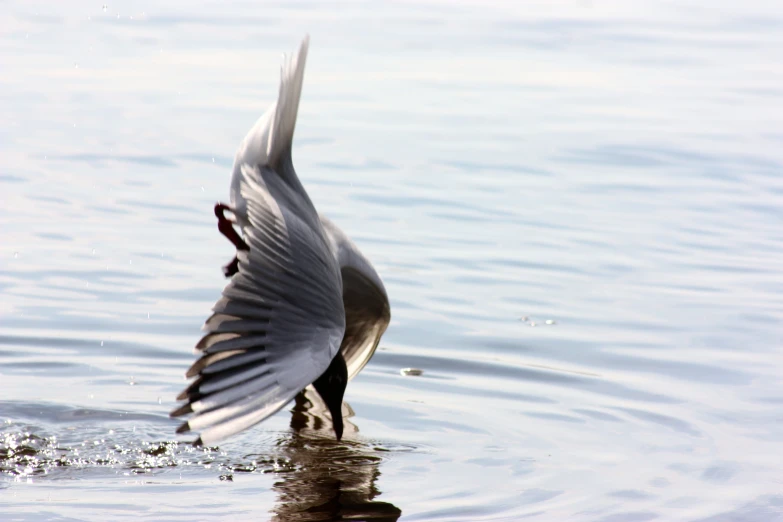 this is a close up po of a bird on the water