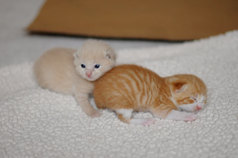 a kitten laying next to a orange and white kitten on a blanket