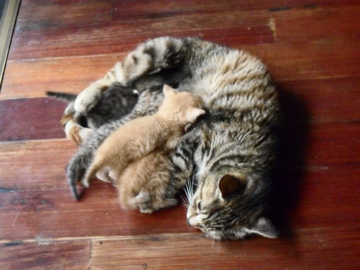 two kittens lay down with one laying on the floor