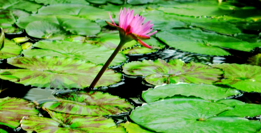 a single pink waterlily with green leaves floating on the surface