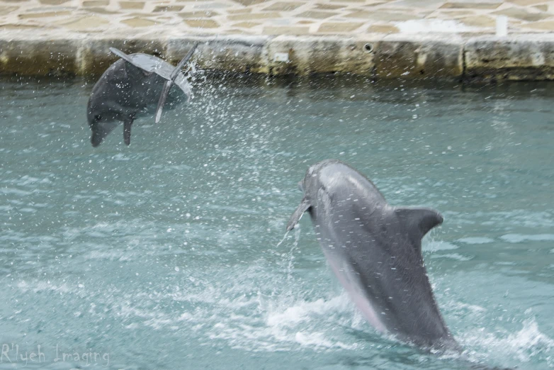 two dolphins in the water playing with a fish