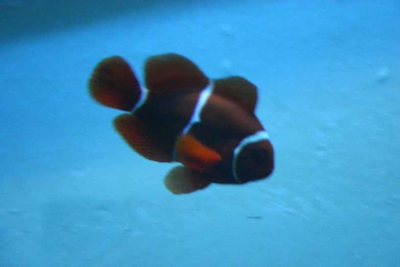 an clown fish swims inside a tank