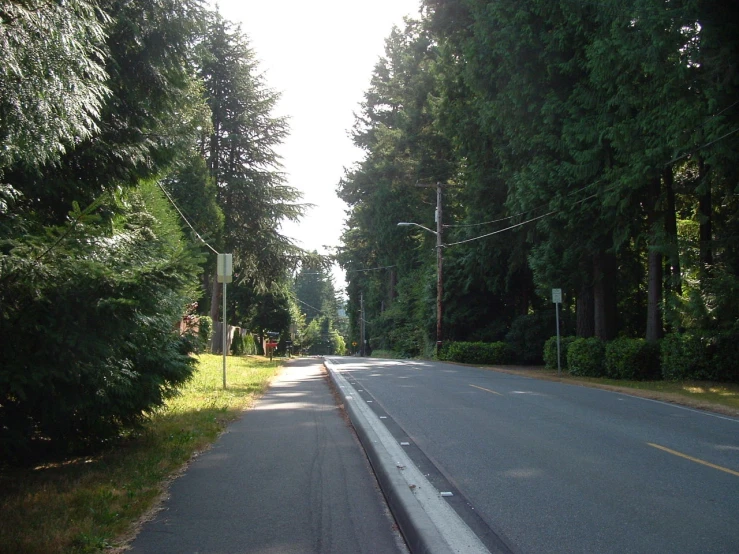 the road is quiet in the trees along with no traffic