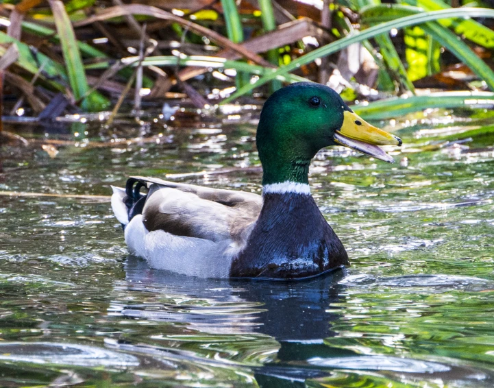 a mallard duck in water near the edge of a marsh