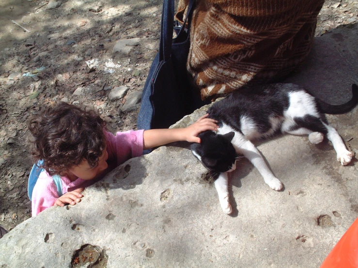 a  touches a black and white kitten