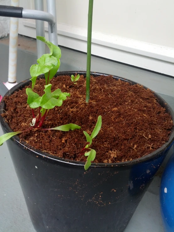 small potted plants on top of a table