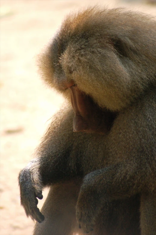 a baboon is chewing on its paw at the zoo