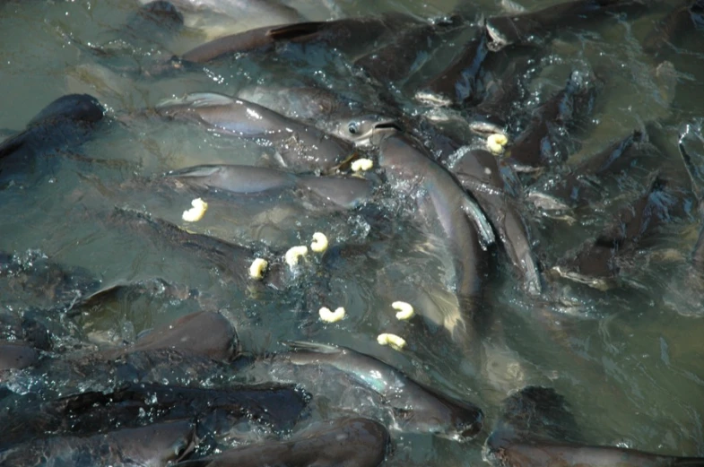 many black fish are scattered together in the water