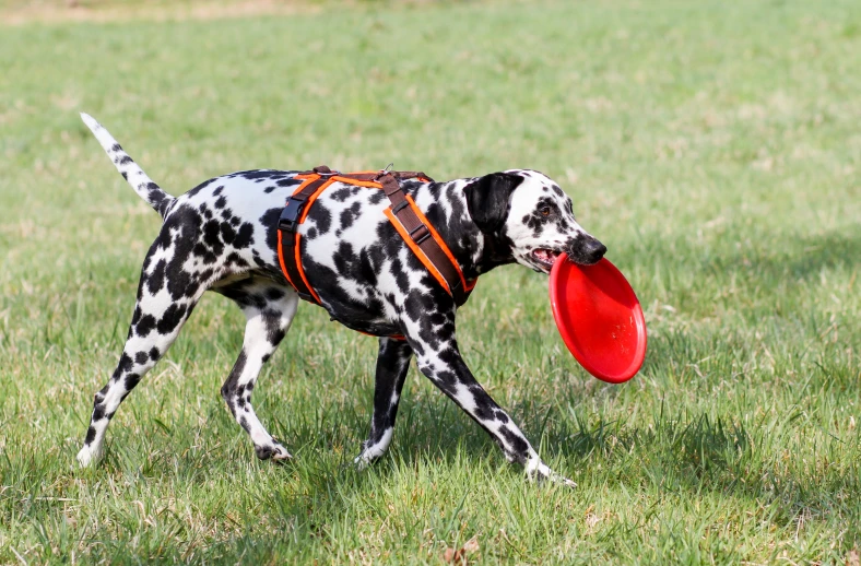 a dog carrying a red frisbee in its mouth