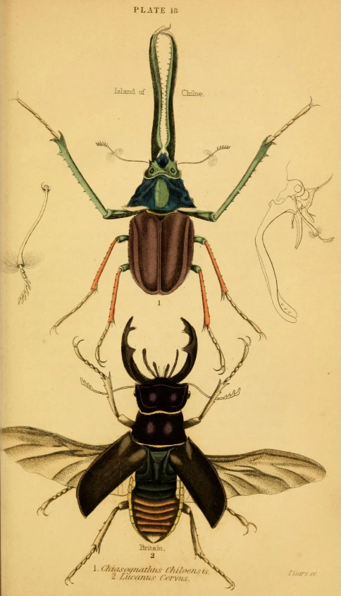 two insect species in an antique book