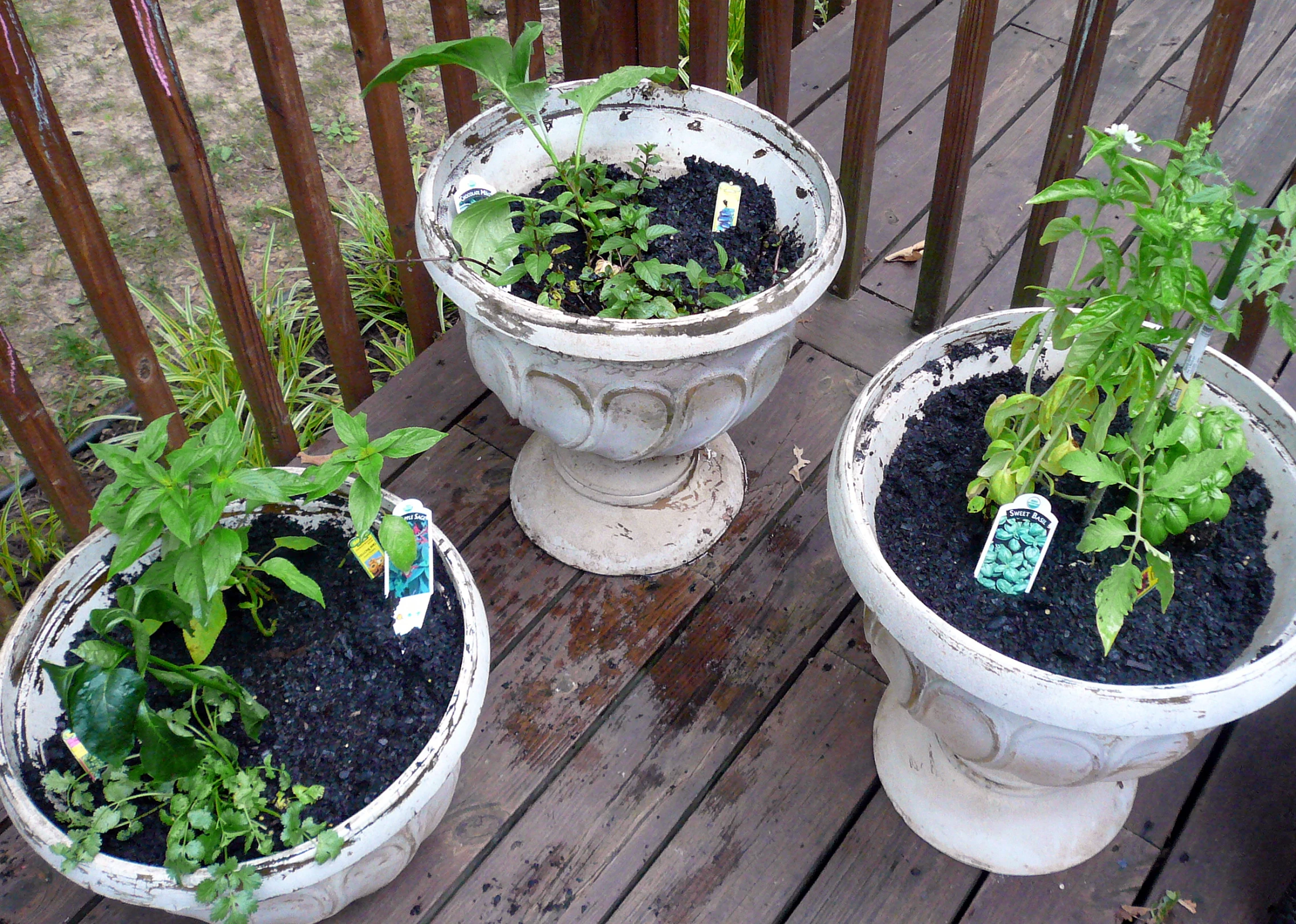 three cement planters with soil and various plants in them