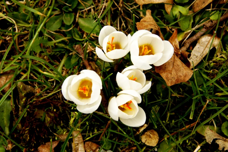 there are three small flowers that are on the grass