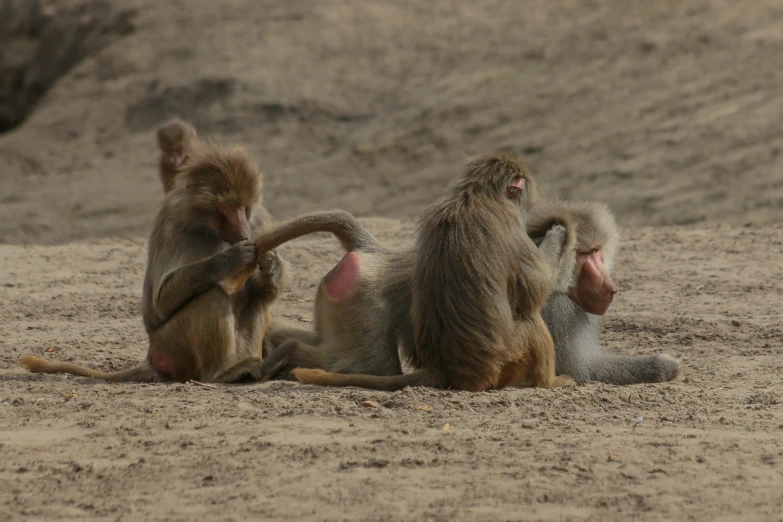 two monkeys playing in the sand and one standing and crouching