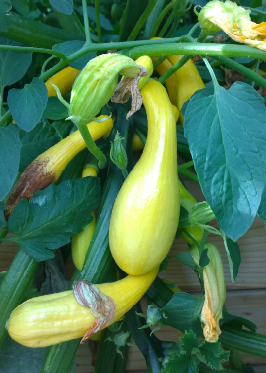 an abundance of fresh yellow squash growing from one of the large green leaves