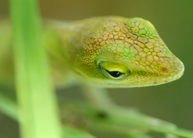 a large lizard sticking its head out of some tall grass