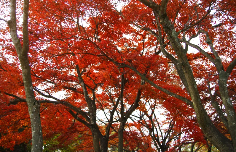 trees are red and their leaves have yellow tips