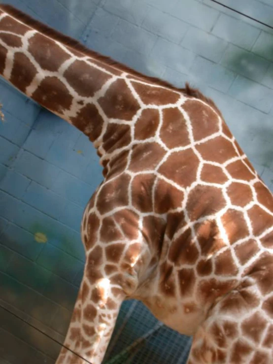 a giraffe looking into the distance with it's head in the air