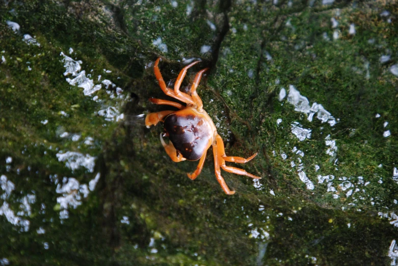 an orange and black crab crawling on some moss