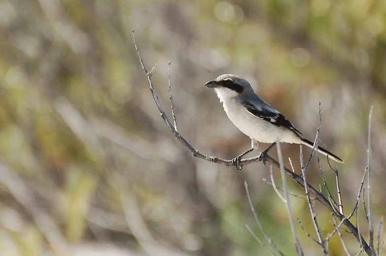 the small bird has gray wings on its body