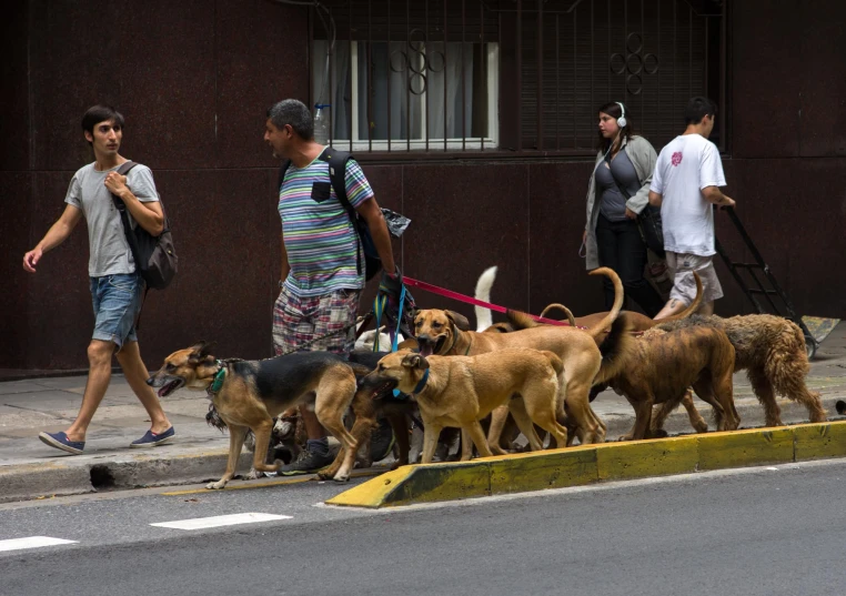 a couple of men are walking their dogs down the street