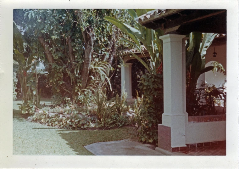 a picture of plants and flowers near a building