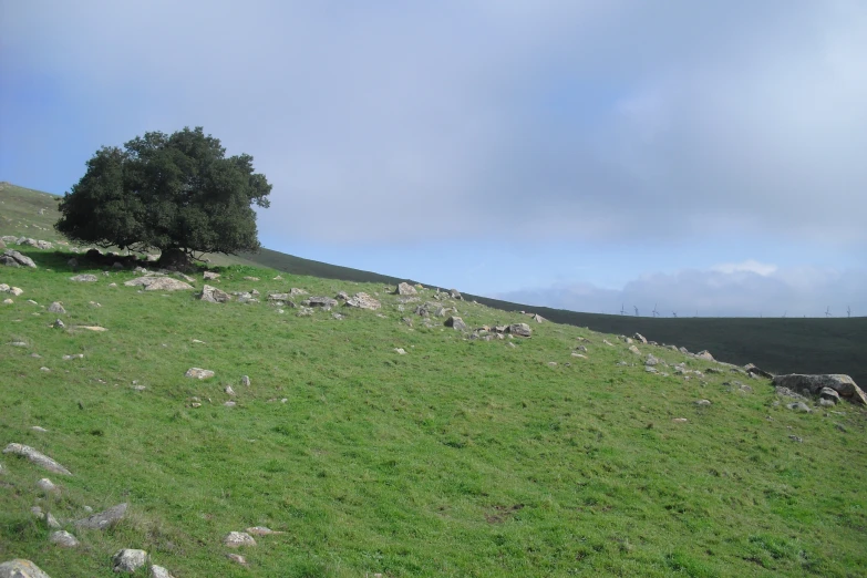 a large group of animals that are in the grass