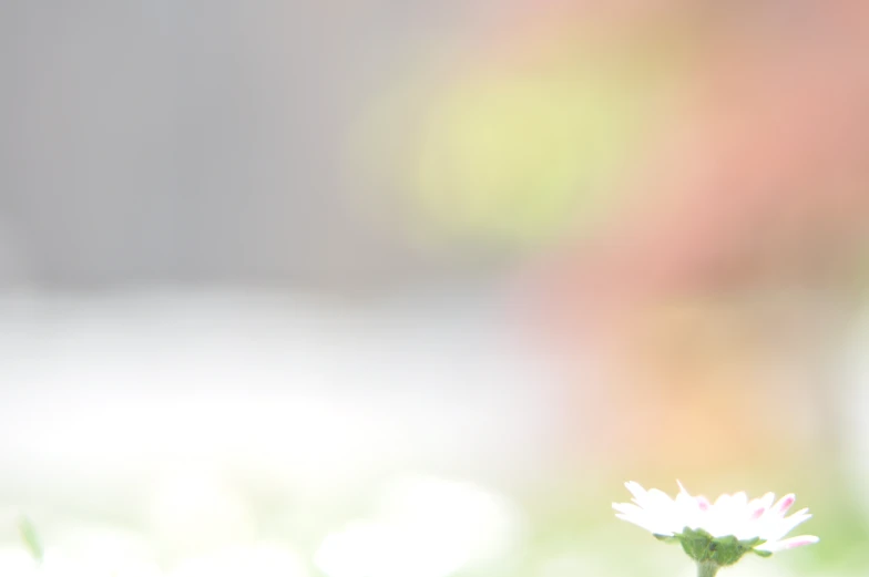 a close up view of a flower with a blurry background