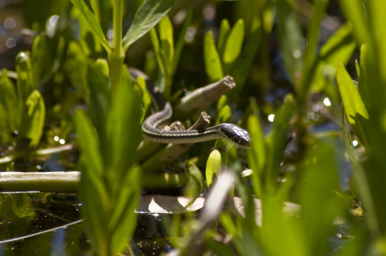 small snake hiding in the grass by water