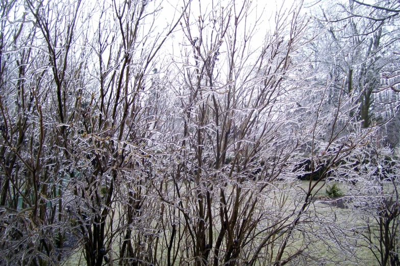 trees are covered with snow and grass in a field