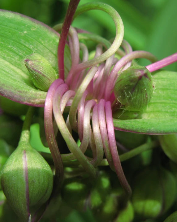 closeup of a pink and green plant with buds