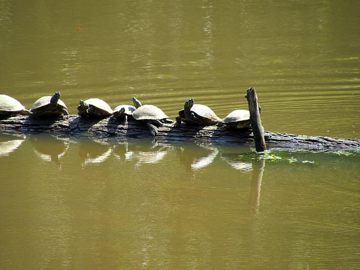 four turtles are sitting on top of one another in the water