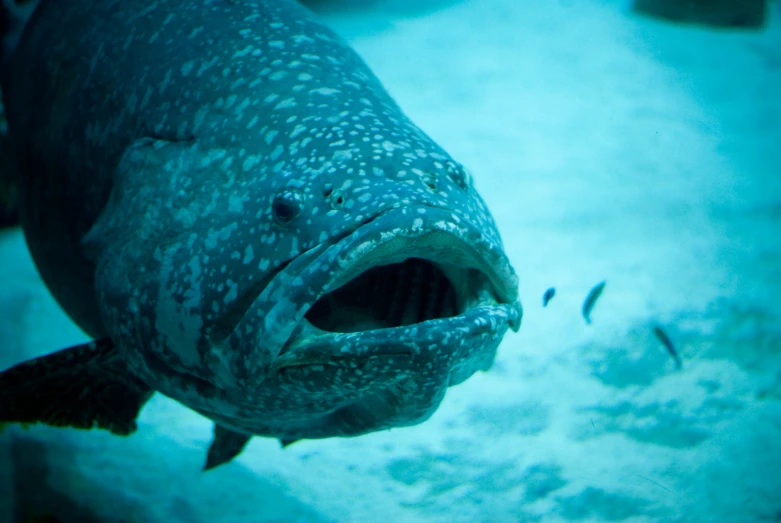 a large fish with a big mouth eating soing