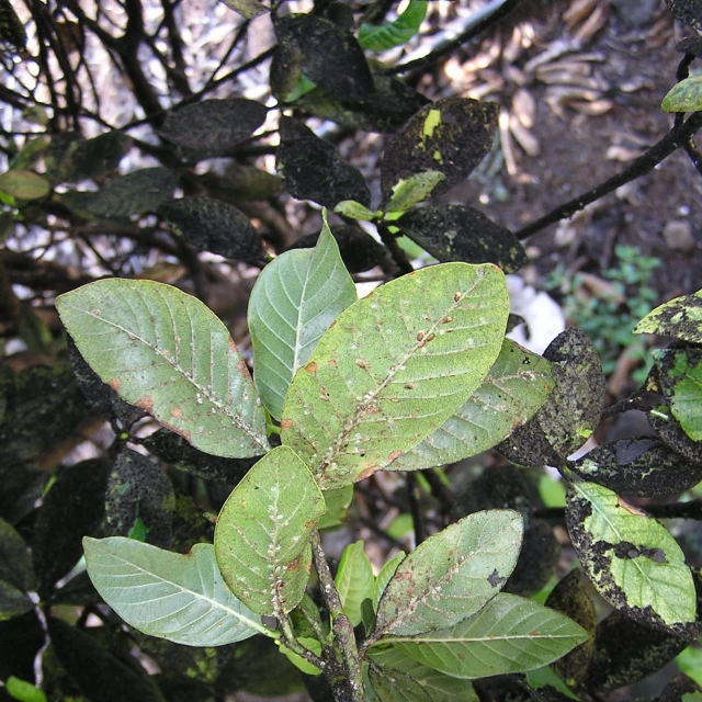 green leaves on a plant with spots of green dirt