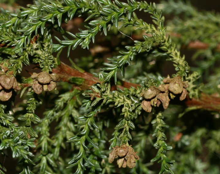 a close up of an evergreen leaf and leaves