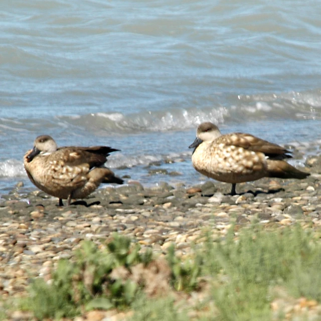 three birds stand on the shore while one bird lays its head in the water