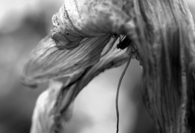 the underside of an old dried up plant