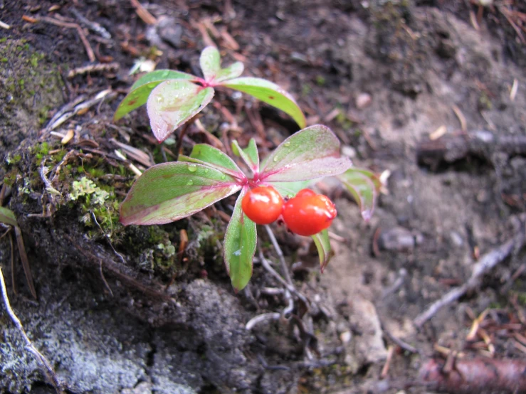 a single stem of the plant with two small berries growing