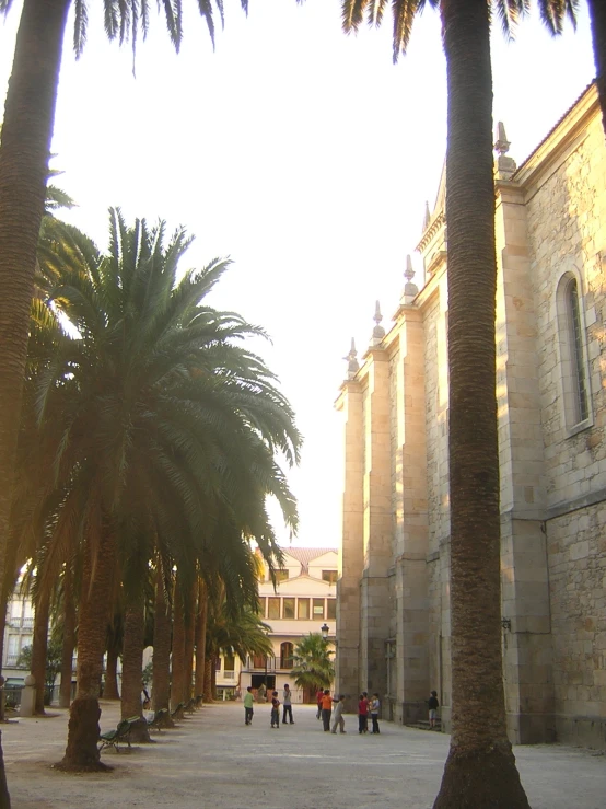 people walking by tall palm trees in a courtyard