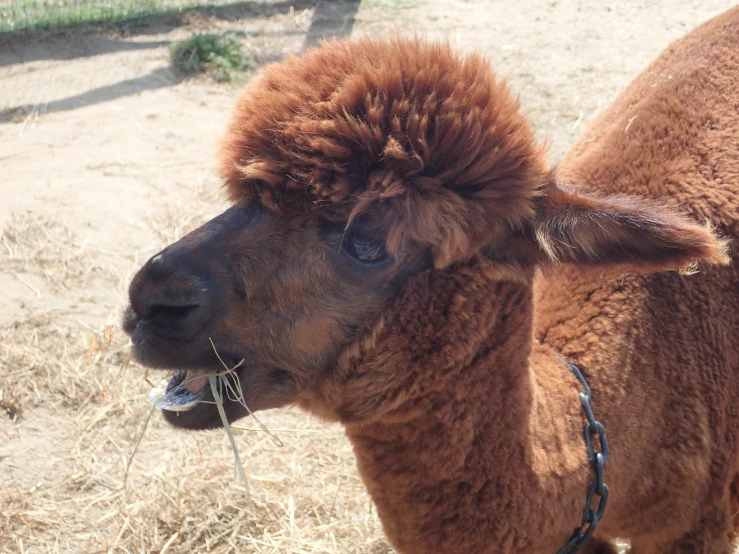 an animal has brown hair and is looking at the camera