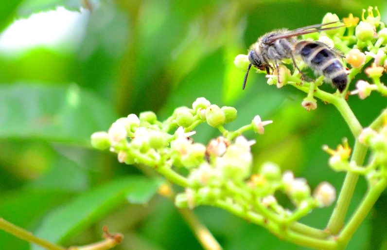 a close up image of a bee on some flowers