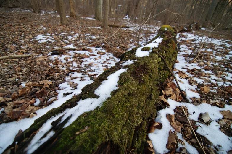 a mossy log in a snowy forest