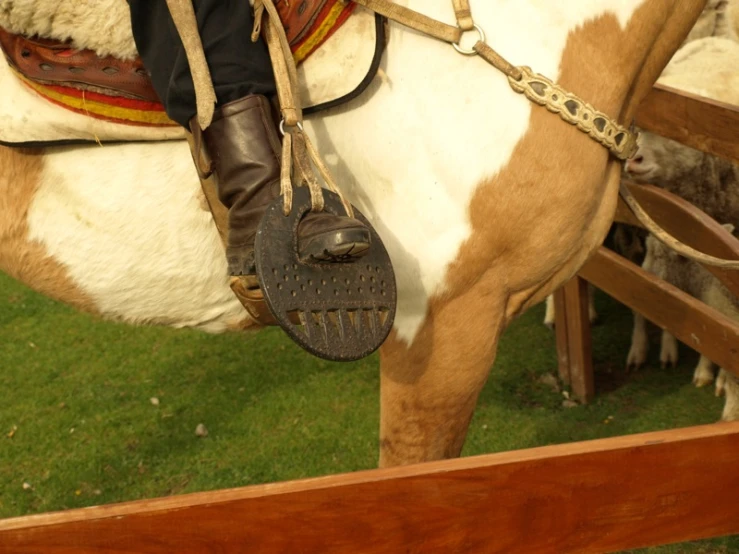 a cow has a bridle and some sheep in the background