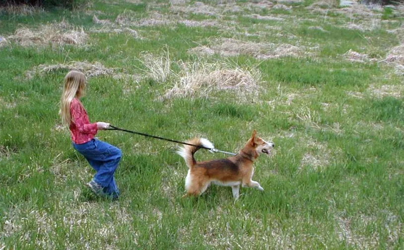 a small girl is pulling a small brown dog on a leash