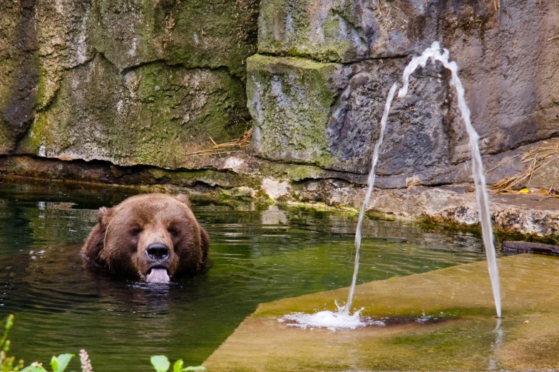 a bear swimming in a river with a waterfall