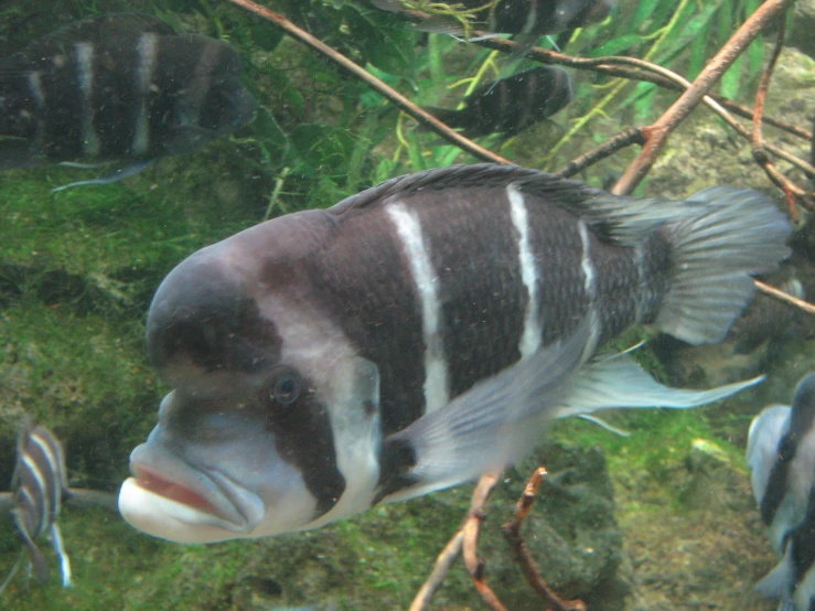 an aquarium with several small black and white fish